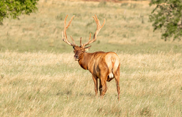istock Elk raised on livestock ranch in Kansas 1638776343