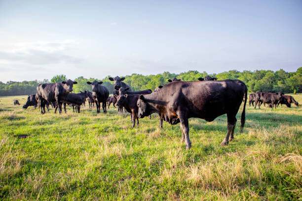 istock Cattle on livestock ranch in Texas 1638776353