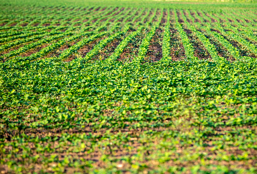 Soybean crop fields in Kansas in United States, Kansas, Augusta