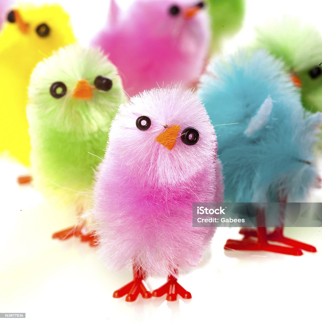 easter chicken a group of easter chickens in four colors Blue Stock Photo