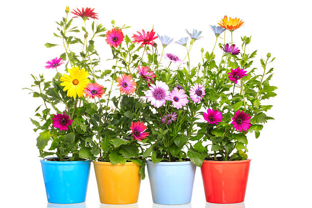 istock Colorful Pot with  african daisy flower 163877846