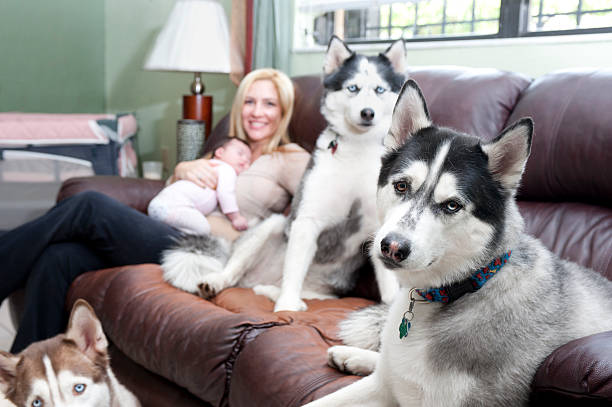 Mother holding baby girl, sitting in a sofa with dogs stock photo