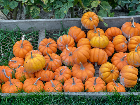 These miniature white pumpkins are on display at a pumpkin patch.  Customers pick out a pumpkin for carving Halloween Jack O' Lanterns.  This pumpkin patch also has a variety of autumn related activities for customers to enjoy