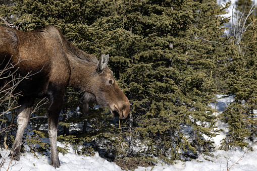 Close up of wild moose in Denali, Alaska in Denali Park, Alaska, United States