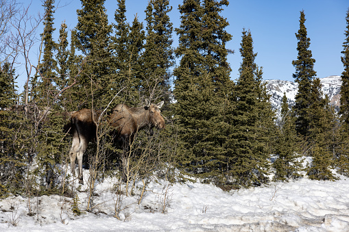 Large moose in the wild of Alaska in Fairbanks, Alaska, United States