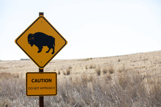 istock Caution Sign with Bison in Antelope Island, Utah 1638785180
