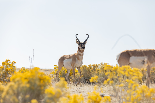 Two antelopes in the middle of the brush in Antelope Island in United States, Utah, Syracuse