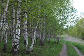 Birch grove in the spring and a path.