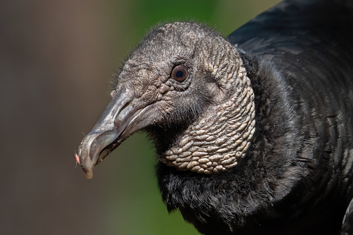 A Black Vulture Looks Concerned in Huntersville, North Carolina, United States