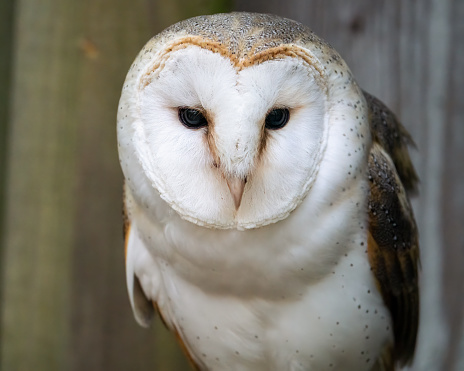 A Closeup Barn Owl Portrait in Huntersville, North Carolina, United States