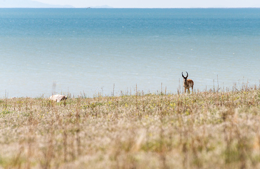 A lone antelope roaming the plains of Antelope Island near Salt in Salt Lake City, Utah, United States