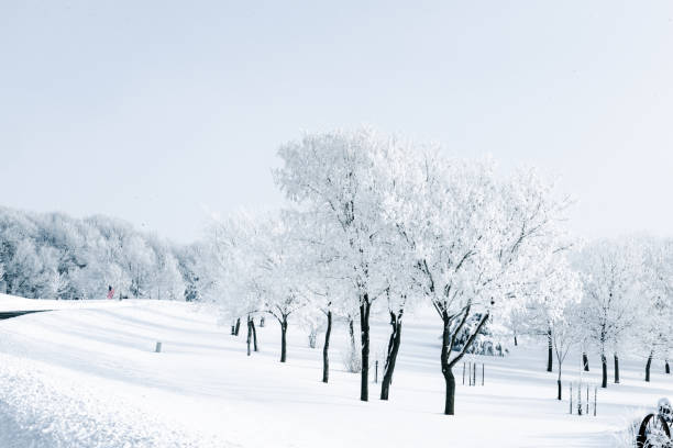 Beautiful winter scene with snow and frost covered trees. in Rockford, Minnesota, United States