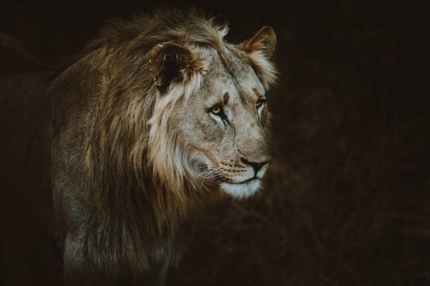 istock African male lion roaming on safari 1638793920