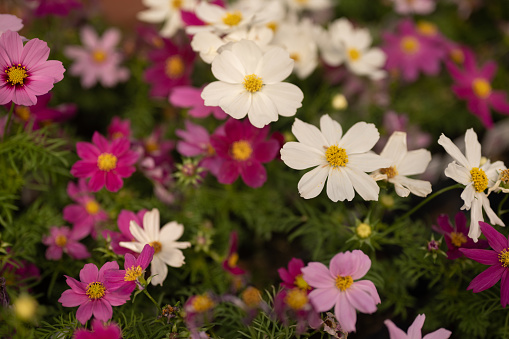 Colorful Cosmos Drawf Flowers Blooming in Garden in Chicago, Illinois, United States