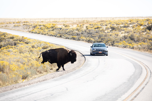 Bison walking across the road in Antelope Island in United States, Utah, Syracuse