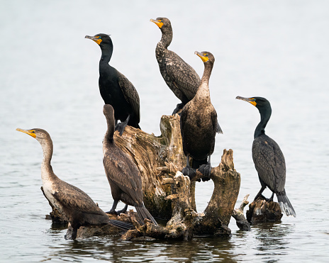 A flock of cormorants perched on dead wood in Raleigh, North Carolina, United States