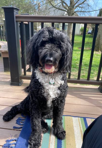istock Portuguese Water Dog 1638815002