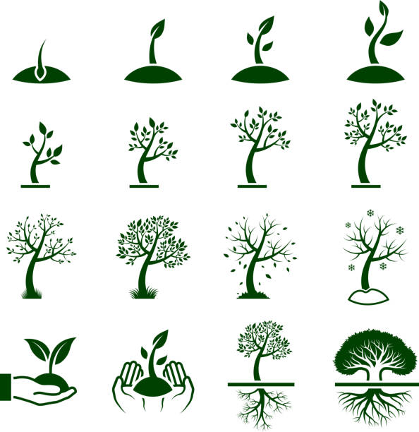 ilustraciones, imágenes clip art, dibujos animados e iconos de stock de árbol creciente proceso verde conjunto de iconos vectoriales sin royalties - seed human hand tree growth