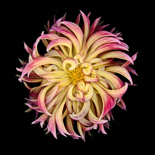 istock Red and yellow dahlia isolated on black 163881761