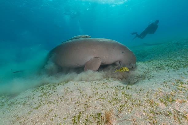 istock Dugong  or seacow in the Red Sea 163882251