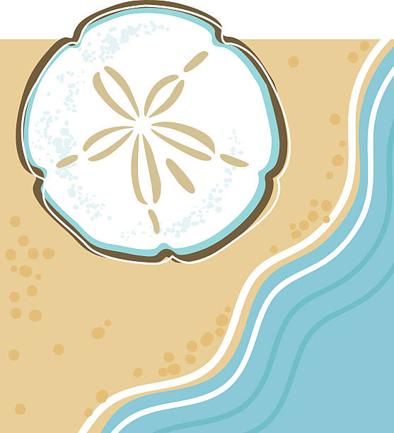 Cute Sand Dollar Cute Sand Dollar sand dollar stock illustrations