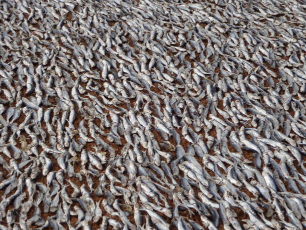 Drying fish on a beach in Sri Lanka.