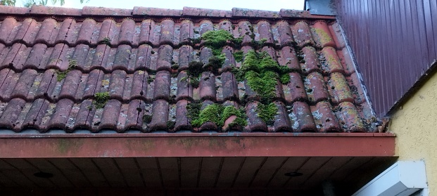 moss on an old house roof