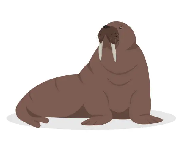 Vector illustration of Walrus animal isolated on white background. Sea or ocean water mammal animal. Walrus icon.