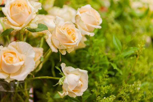 Beige roses in a bouquet on a green background. Selective focus, close-up, copy space.