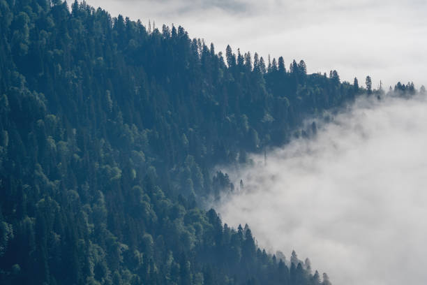 The mist is a forested mountain slope in a low-lying valley with silhouettes of evergreen conifers