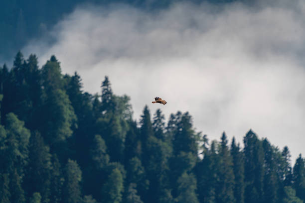 istock Blurry Pine forests and cloud sea in Turkey. Common buzzard 1638881982