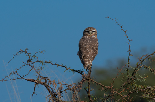 Burrowing Owl perched, La Pampa Province, Patagonia, Argentina.