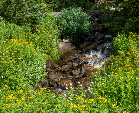 Stream flowing between lush green banks. Indian Peaks Wilderness Area, Colorado.