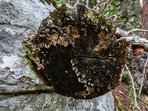 Fungus covered cut log end in a forest.