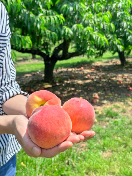 istock Handful of organic peaches 1638926910