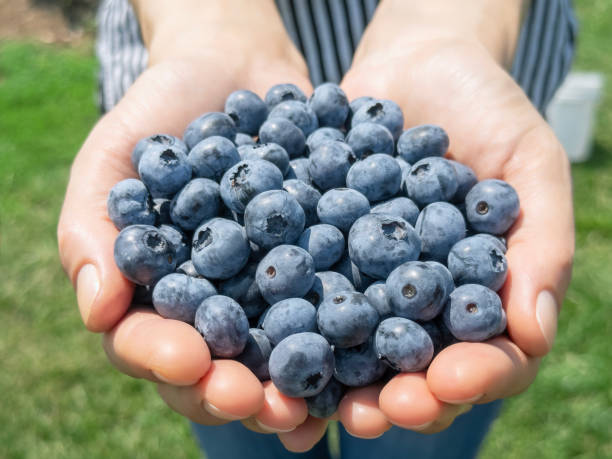 istock Handful of organic blueberries 1638927135