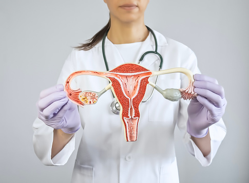 Gynecologist holding and showing an ovary model