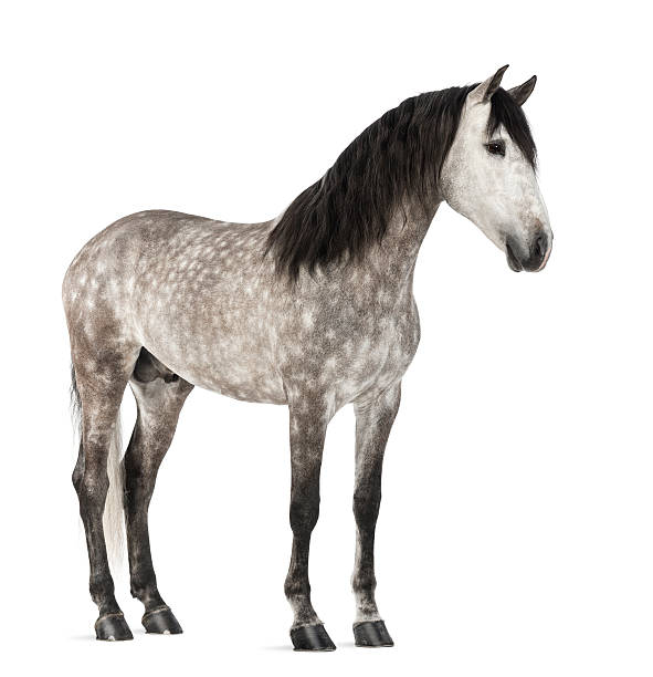 istock Andalusian, also known as the Pure Spanish Horse 163893134