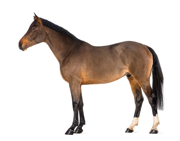 istock Male Belgian Warmblood, BWP, 3 years old, against white background 163893163