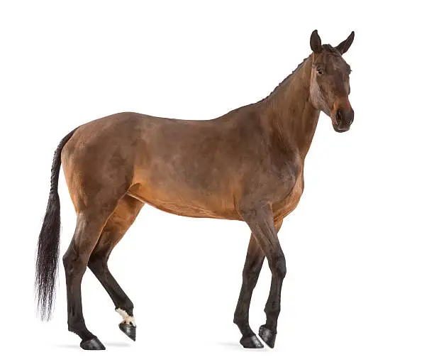Side view of a Female Belgian Warmblood, BWP, 4 years old, with mane braided with buttons against white background