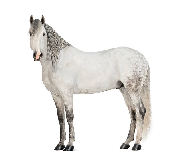 istock Side view of a Male Andalusian with plaited mane 163893184
