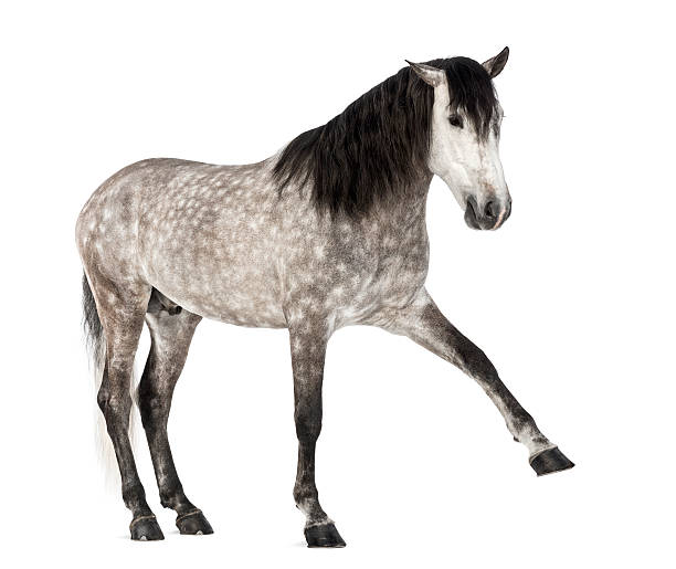 istock Andalusian raising front leg, 7 years old 163893187