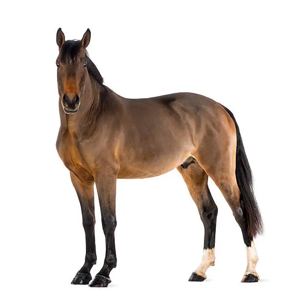 Male Belgian Warmblood, BWP, 3 years old, looking at camera against white background