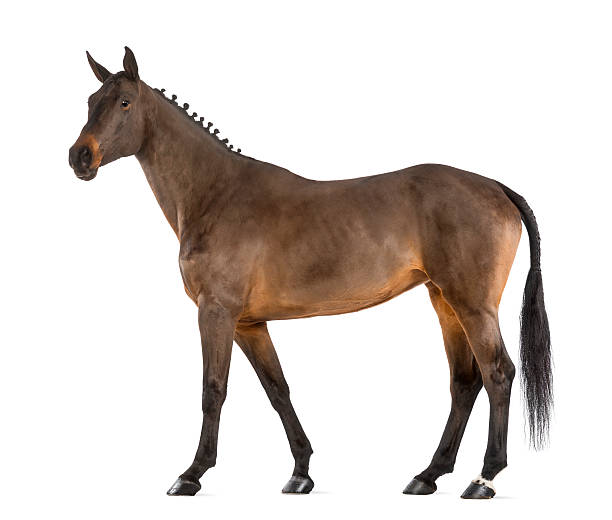 istock Female Belgian Warmblood, BWP, 4 years old, with mane braided 163893189