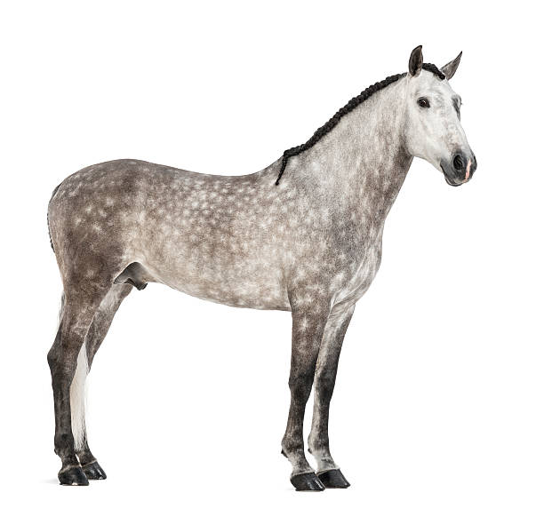 istock Andalusian, 7 years old 163893197