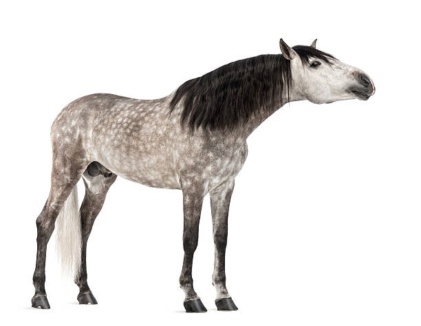 istock Andalusian, 7 years old, stretching its neck 163893201