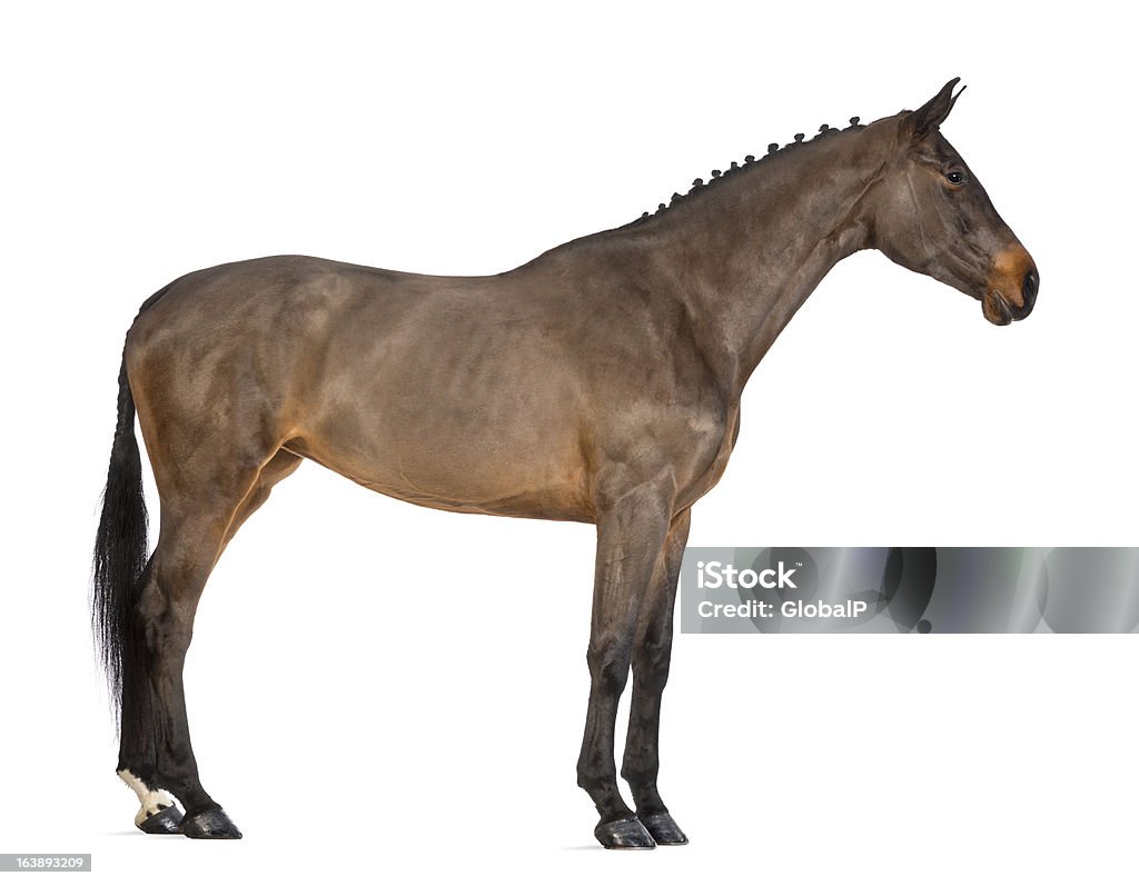 Femininos Warmblood belga, BWP, 4 anos - Foto de stock de Cavalo - Família do cavalo royalty-free