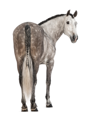 Rear view of an Andalusian, 7 years old, looking back, also known as the Pure Spanish Horse or PRE against white background