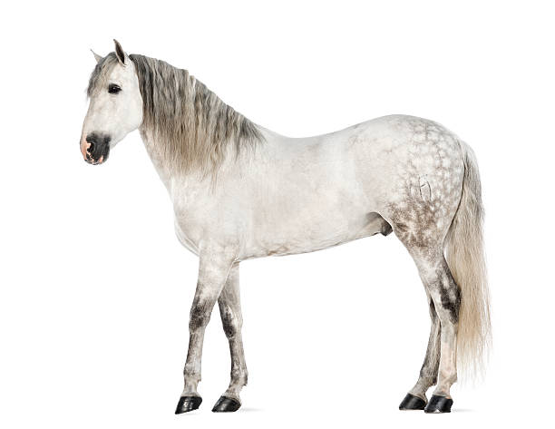 istock Male Andalusian, 7 years old 163893249