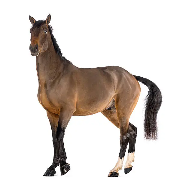 Male Belgian Warmblood, BWP, 3 years old, against white background